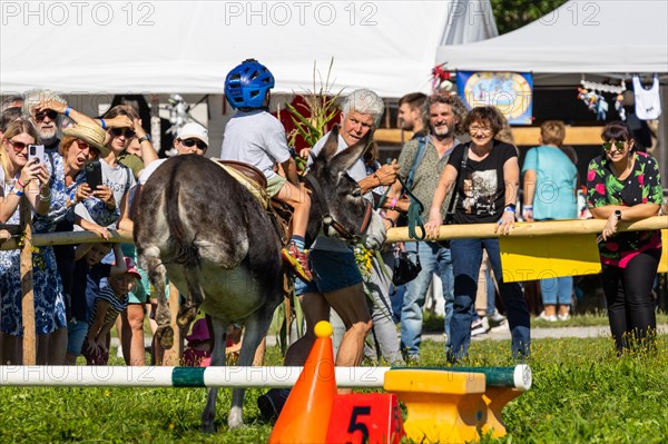 Donkey jumping over an obstacle