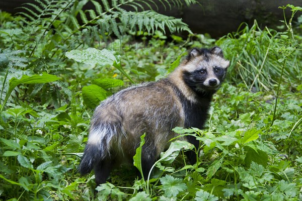 Raccoon dog