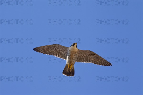 Peregrine Falcon