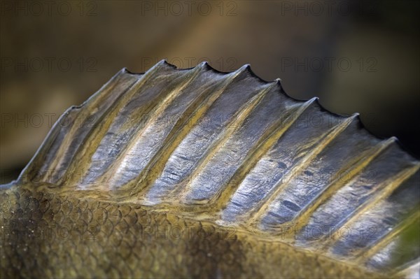 European percSpiny dorsal fin of European perch