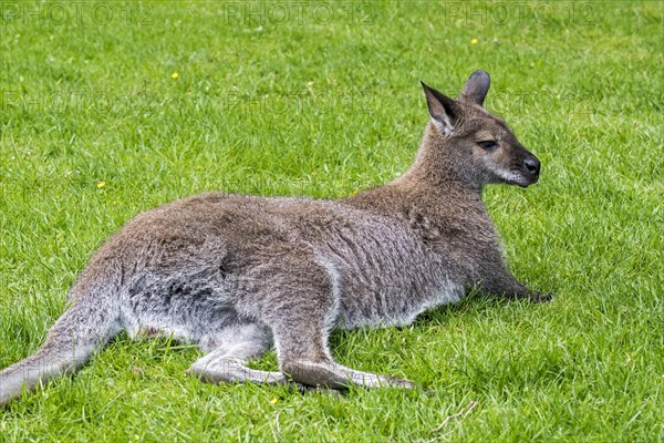 Red-necked wallaby