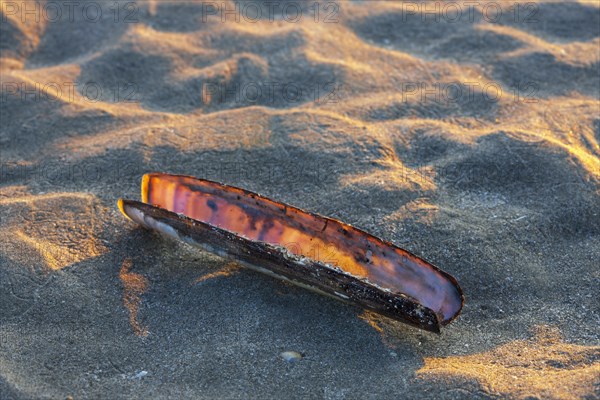 Atlantic jackknife clam