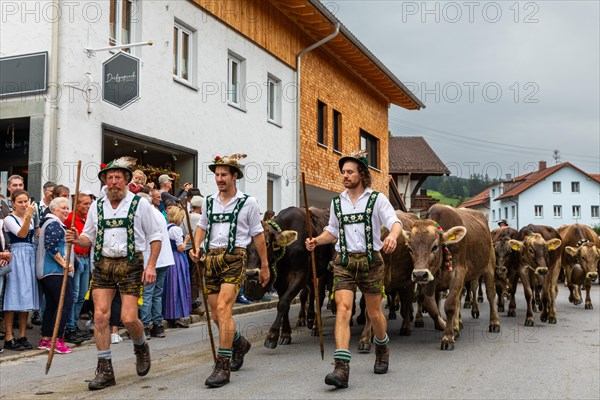 Group of shepherds leading cattle