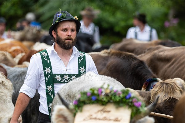 Alpine herdsman leading Alpine cattle