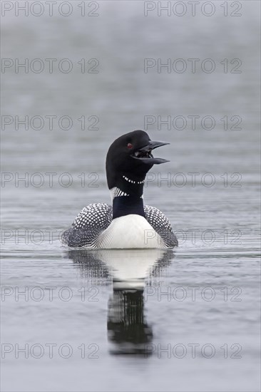 Common loon