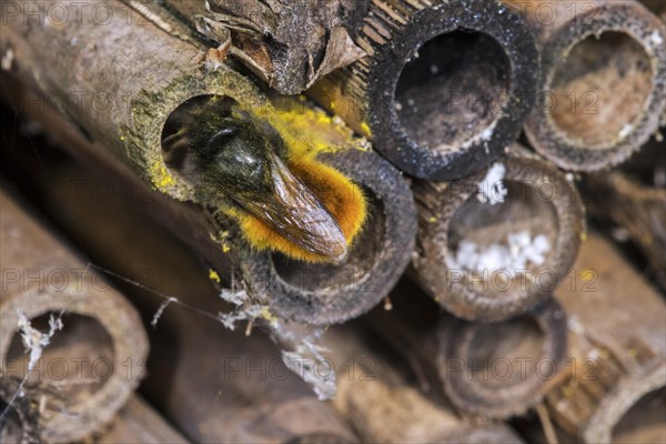 Mason bee