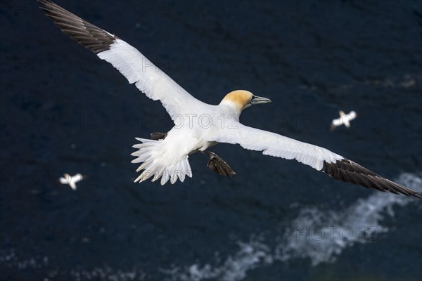 Northern gannets