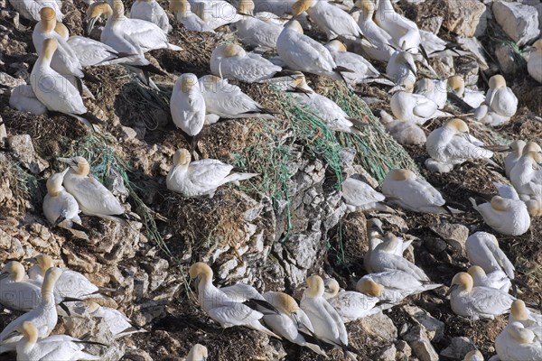 Northern gannets