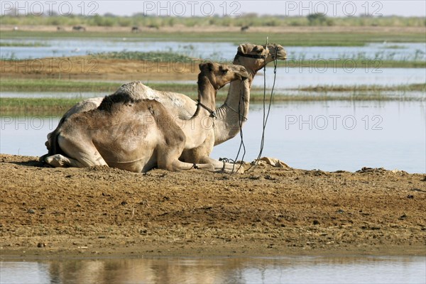 Two dromedary camels