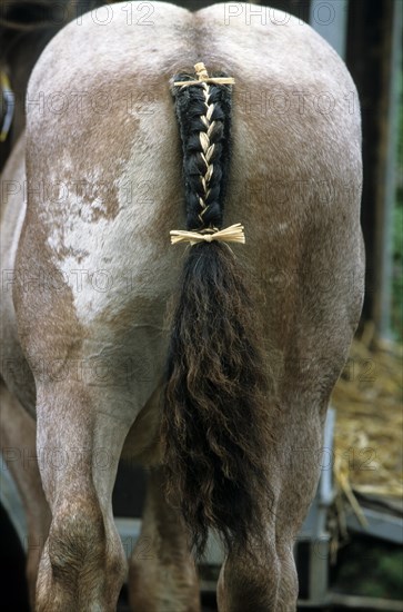 Braided horsetail at horse show