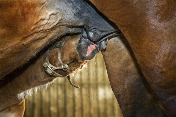 Belgian draft horse