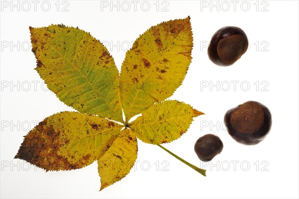 Horse chestnut