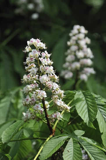 Horse-chestnut