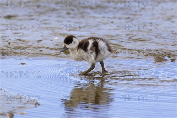 Common shelduck