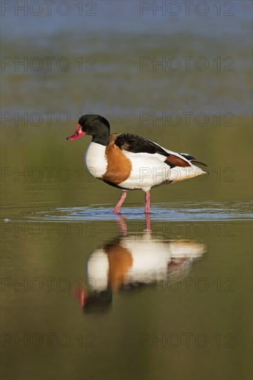 Reflection of male common shelduck