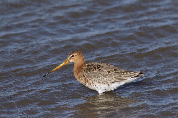 Black-tailed godwit