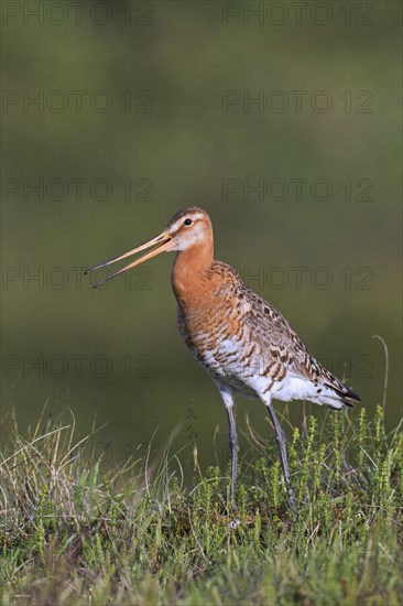 Black-tailed godwit