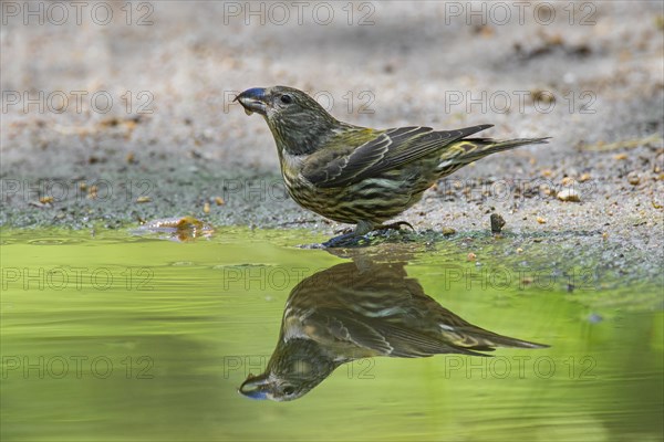 Red crossbill