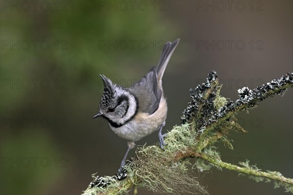 European crested tit