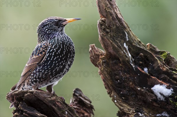 Common Starling