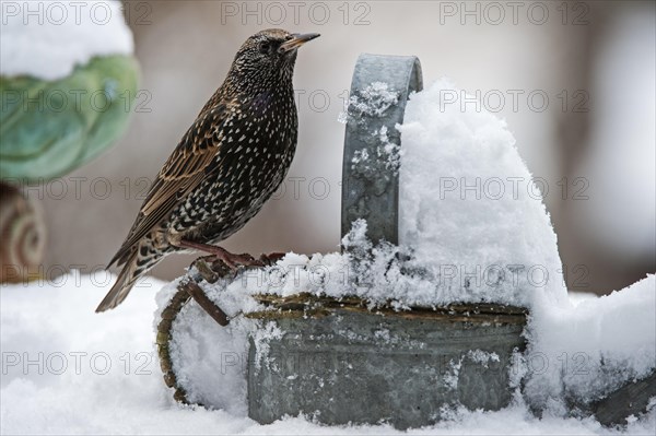 Common Starling