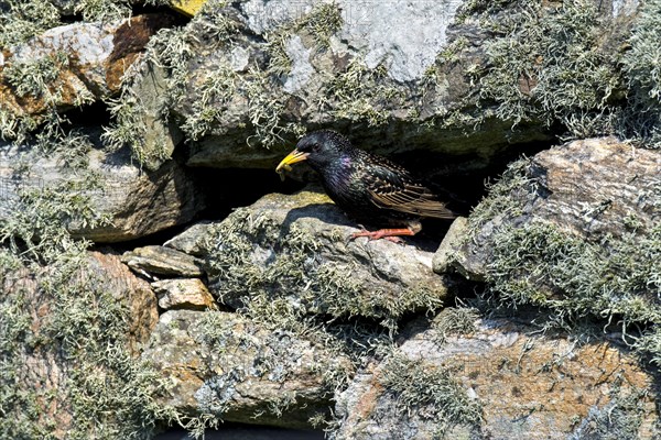 Common starling