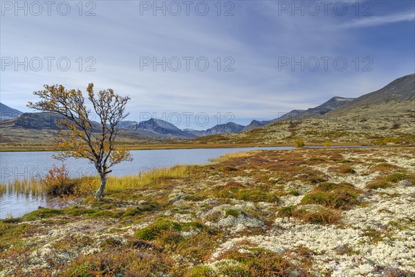 Birch in autumn on the lakeshore