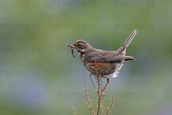 Redwing