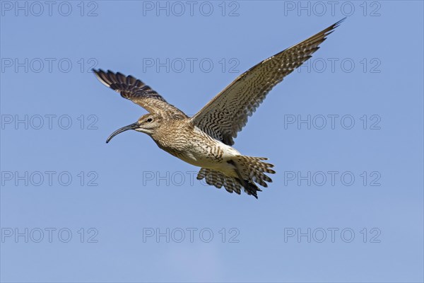 Eurasian whimbrel