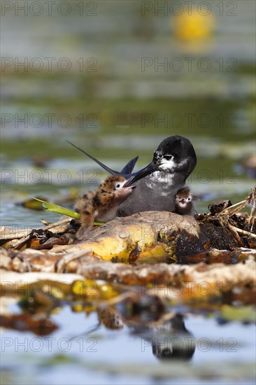 Black Tern