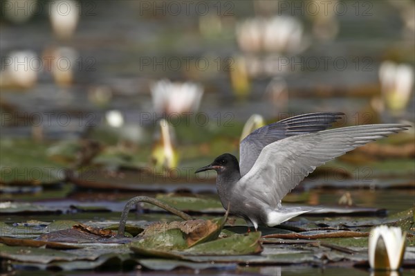 Black Tern