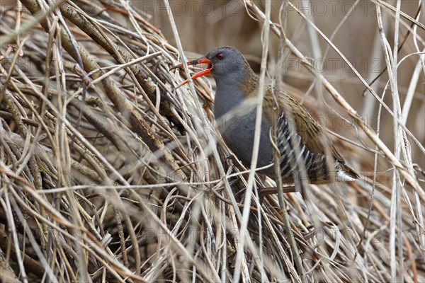 Water rail