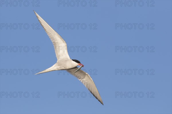 Arctic tern