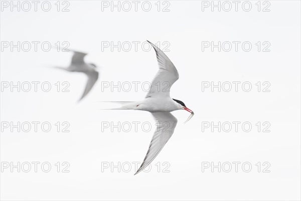 Arctic tern