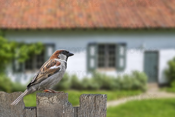 Male common sparrow