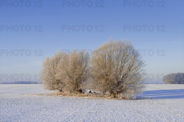 White willows