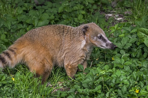 South American coati