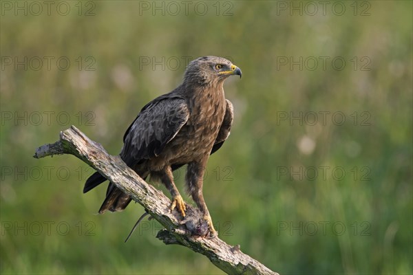 Lesser spotted eagle