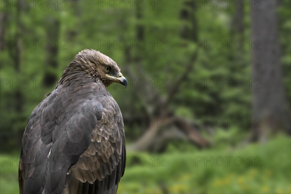 Lesser spotted eagle