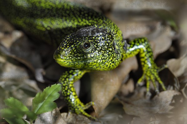 Western Green Lizard