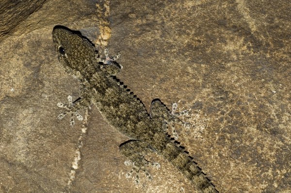 Moorish wall gecko