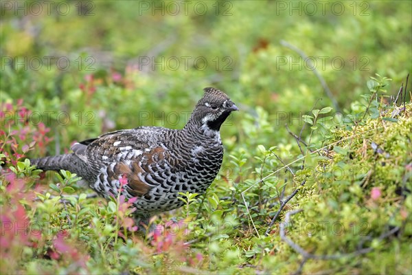 Hazel grouse