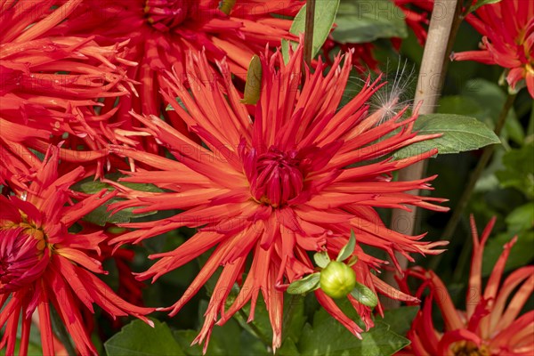 Garden dahlia