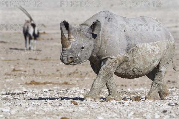 Black rhinoceros