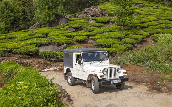 White 4WD rides through Pothamedu tea plantation