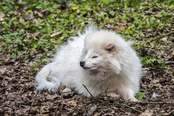 Raccoon dog