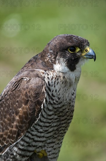 Close up of Peregrine falcon