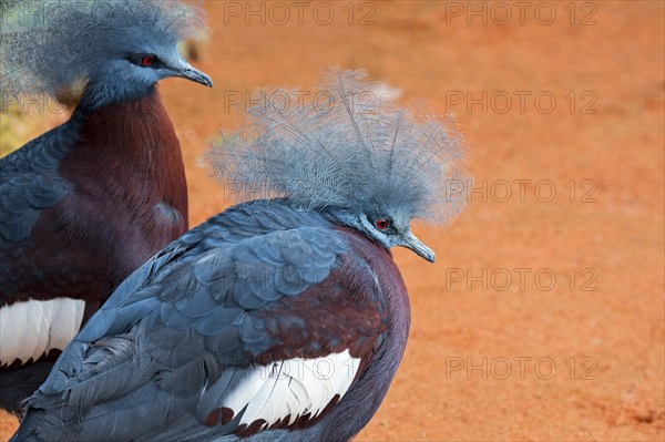 Southern crowned pigeon