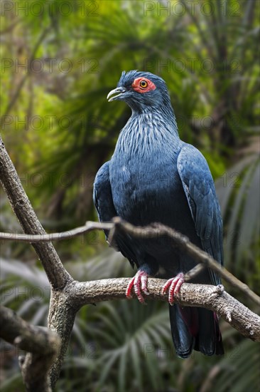 Madagascan blue pigeon