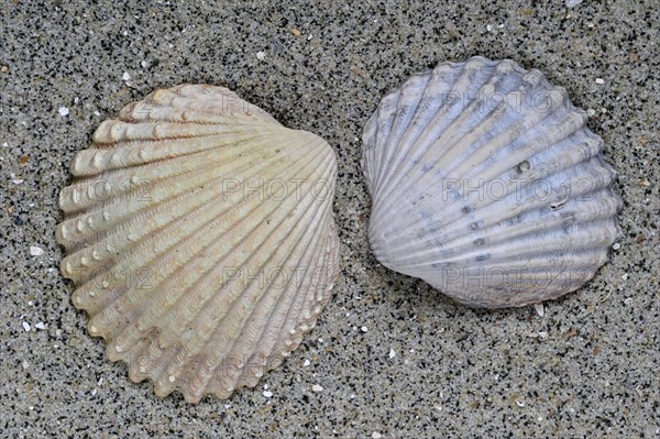 Poorly ribbed cockle